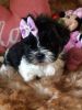 Loving AKC male and female shih tzu puppies for re homing