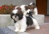 Shih Tzu puppies looking for new homes