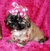 (Amy) Shih Tzu Puppies for Sale