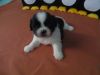 WILLY, an adorable puppy male CKC Shih Tzu full blood line