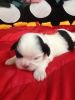 BELLE, adorable puppy female CKC Shih Tzu full bloodline