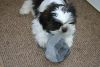 Lovely shih tzu puppies for adoption