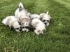1 Male 1 female Shih Tzu Puppies Ready To Leave Dont miss out!