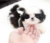 Adorable and loving little Shih Tzu puppies for rehoming