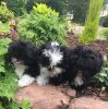 Agreeable Home Raised Shih Tzu puppies available for their new homes