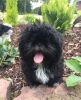 Considerate AKC Shih Tzu Puppies available for any new home