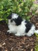 Hopeful AKC Shih Tzu Puppies for sale to a new home
