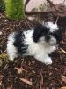 Obliging AKC Shih tzu Puppies for sale, male and female
