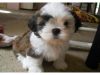 good looking male and female shihtzu puppies for adoption