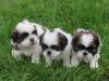 3 Fluffy Shih Tzu /Puppies ready