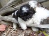 two shihtzu bichon cross puppies male dob may 17 mom 10# dad 10# $499