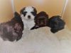 Beautiful Puppies For Sale