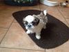 Affectionate & Outgoing Shih Tzu Puppies Available