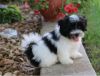 Report AdAdorable Male And Female Shih Tzu Puppies