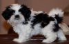 Shih Tzu Puppies Ready Now for sale