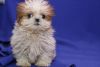 shih tzu puppies available