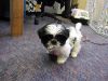 11 weeks old Shih Tzu male and female Puppies