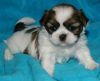 Tiny Teacup Shih Tzu Puppies Available now