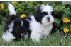 Lovely shih tzu pups for adoption