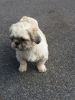 Imperial Shih Tzu Puppies For Sale
