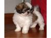 1boy And 1 Girl Shih Tzu Puppies For Sale