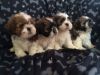 2 Shih Tzu Puppies For Sale