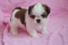 Affectionate & Outgoing Shih Tzu Puppies Available