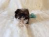 Lovely Shih Tzu Puppies For Sale - Seven Weeks Old