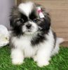 Top Class Shih Tzu Puppies For Sale