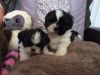 Beautiful Healthy Small Type Shih Tzu Puppies