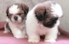 Adorable shih tzu Puppies-(xxx) xxx-xxx5