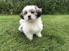 Kc Shih Tzu Puppies For Sale