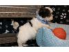 Chunky Shih Tzu Puppies For Sale