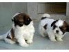 Gorgeous Shihpoos