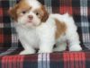 Adoptable Shih Tzu Puppies For Re-Homing
