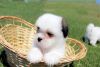 male and female shih tzu puppies ready