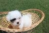 Pomo Shih Tzu Puppy For Sale