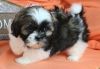 Shih Tzu puppies For Sale