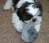 Purebred Shih tzu Puppies Available