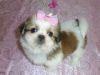 Lovely Teacup Shih Tzu puppies for Sale.
