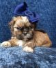 Imperial Shihtzu Puppies for sale to good families