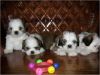 Trained shih tzu puppies,-(xxx) xxx-xxx5