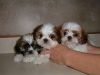 Shih Tzu.....female and male puppies,-(xxx) xxx-xxx5