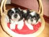 Excellent Male And Female shih tzu puppies