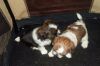 Affectionate Shih Tzu Puppies For Adoption