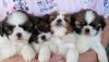 Cute Adorable Shih Tzu puppies for sale (xxx)-xxx-xxxx