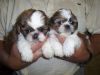 Very Cute shih tzu puppies*(xxx) xxx-xxx5