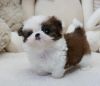 Affectionate Shih Tzu Puppies For New Homew