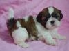 Adorable Shih Tzu Puppies Available>
