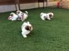 Puppies of the shih tzu